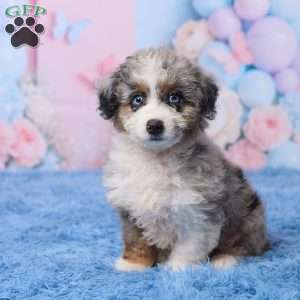 Banjo, Mini Aussiedoodle Puppy